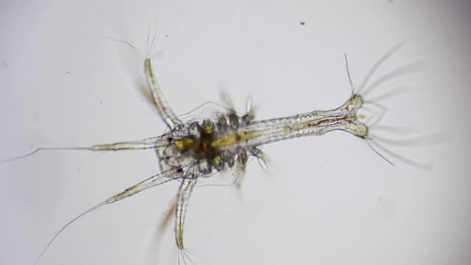 南美白对虾的Zoea阶段在光学显微镜下，对虾的幼虫在显微镜下，对虾，白对虾，无节幼体，zoea，幼虫