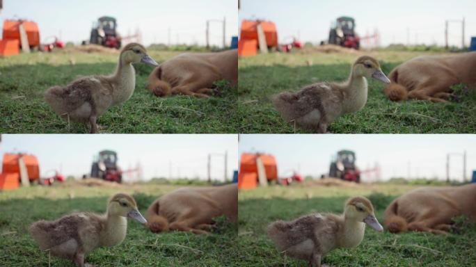 可爱的小鸭子在农场的院子里散步，牧羊犬看着
