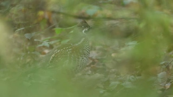 榛树松鸡 (Tetrastes bonasia)，Haselhuhn，Tetrastes bonas