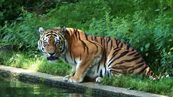 西伯利亚虎Panthera tigris altaica是世界上最大的猫