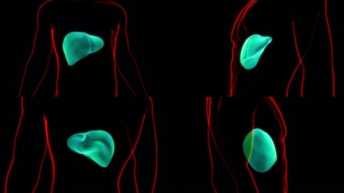 人体内消化器官肝脏解剖动画概念