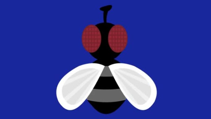 苍蝇移动翅膀的昆虫的动画循环