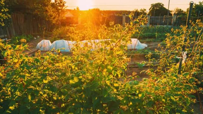 倾斜镜头延时延时日落时在菜园生长的覆盆子灌木丛的过度观察。夏季