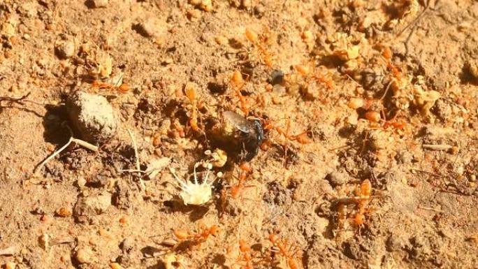 蚂蚁正在咬死一只苍蝇