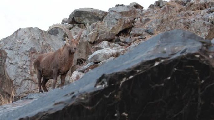 与高山ibex男性面对面 (卡普拉ibex)