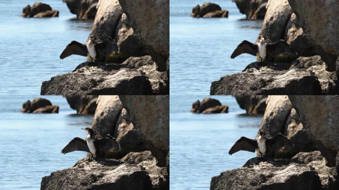 一只大型野生海鸟坐在岩石上，翅膀展宽。