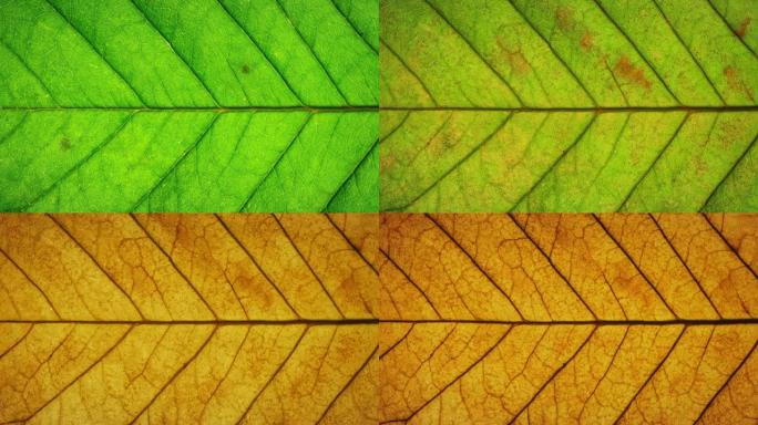 秋季树叶变色的特写细节。绿色秋叶干燥变得黄色和橙色。延时宏观观察植物叶片纹理在季节变化中的老化