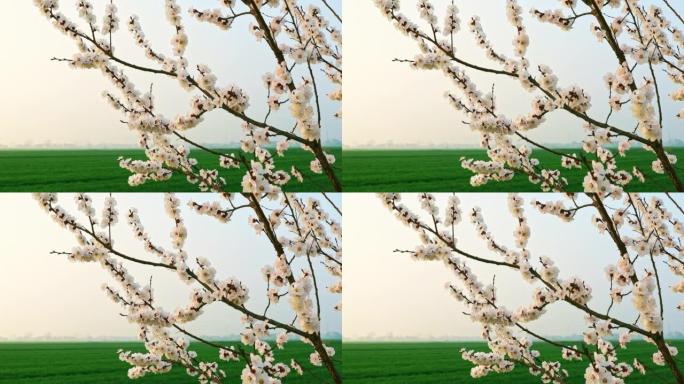 春天白杏花盛开