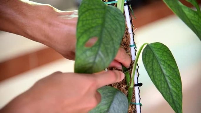 头孢蓝鲜叶植物