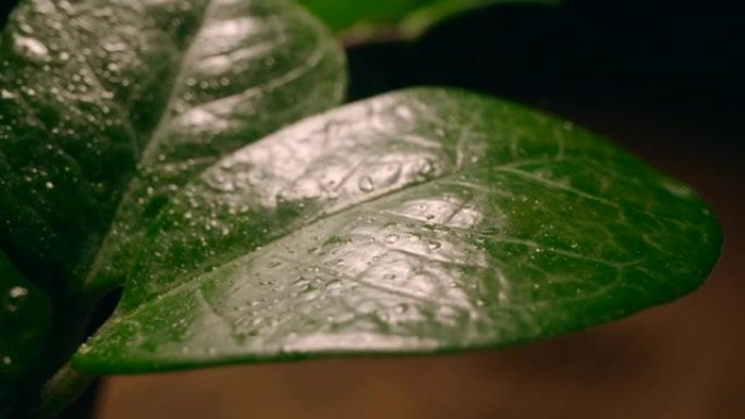 雨滴中的绿叶盆栽树叶树叶特写室内绿植