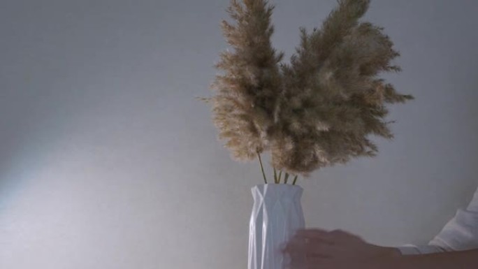 女性的手把白色花瓶中的干花小穗潘帕斯放在桌子上