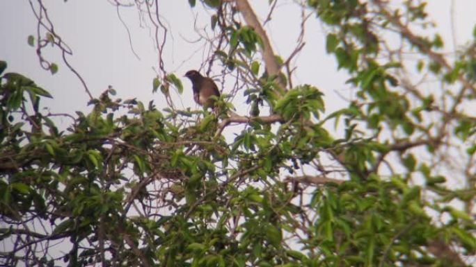 普通的八哥或印度八哥，八哥，是一只坐在树上享受自由的土生土长的鸟。一种杂食性的开阔林地鸟