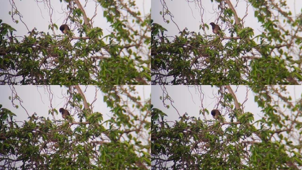 普通的八哥或印度八哥，八哥，是一只坐在树上享受自由的土生土长的鸟。一种杂食性的开阔林地鸟