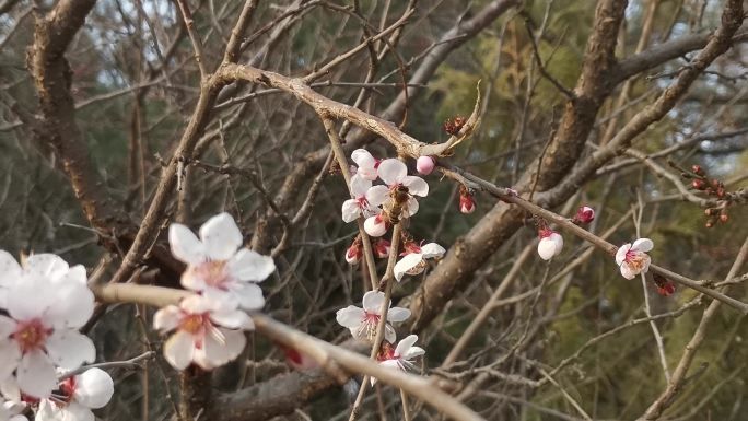 蜜蜂采蜜  杏花盛开 春天来了