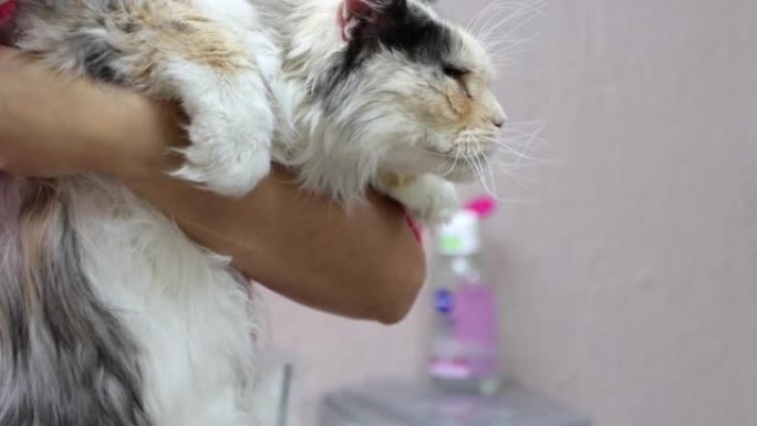 猫水疗中心的密集除垢服务