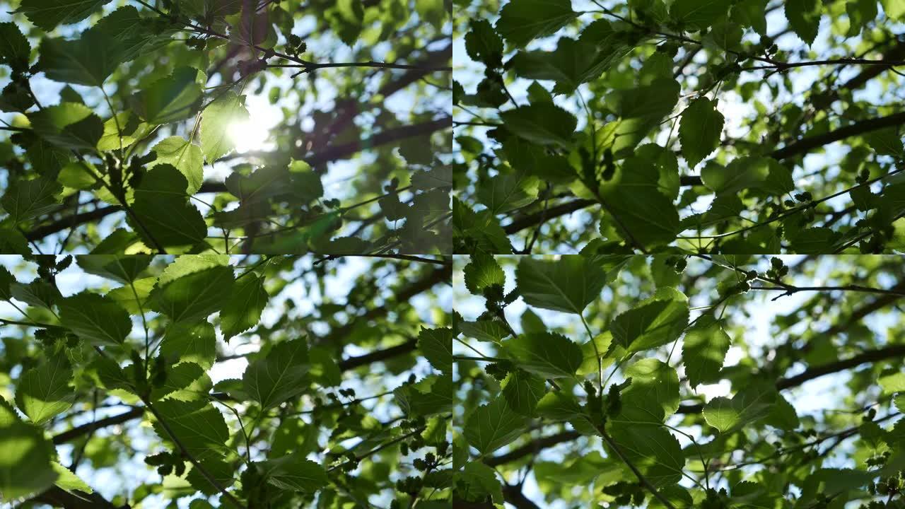 春天，阳光透过桑树树枝和绿叶