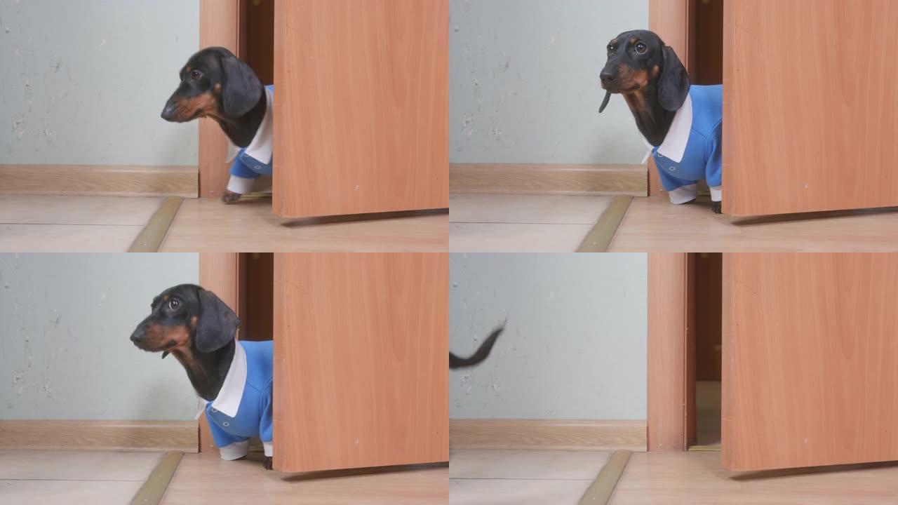可爱的笨拙的腊肠犬小狗穿着蓝色连身裤从稍微敞开的门后面望去，午饭后或期待美味的饭菜舔嘴唇，然后逃跑