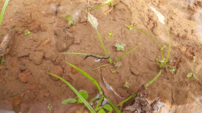 一条蜈蚣卡在流水中的草地上。