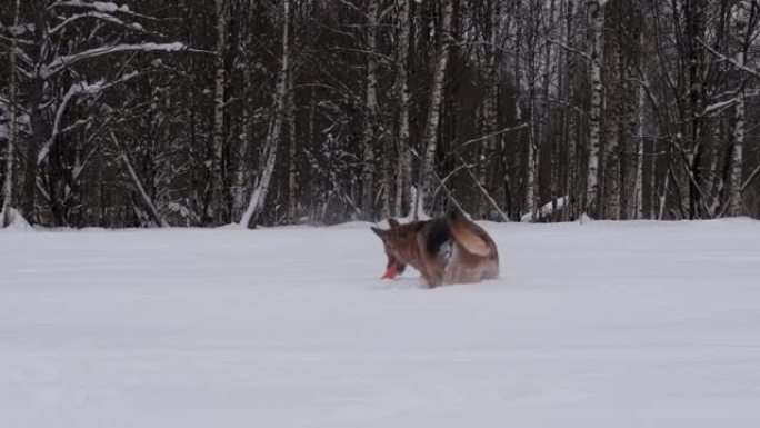 澳大利亚小狗在看。在白雪皑皑的冬季公园与狗同行。