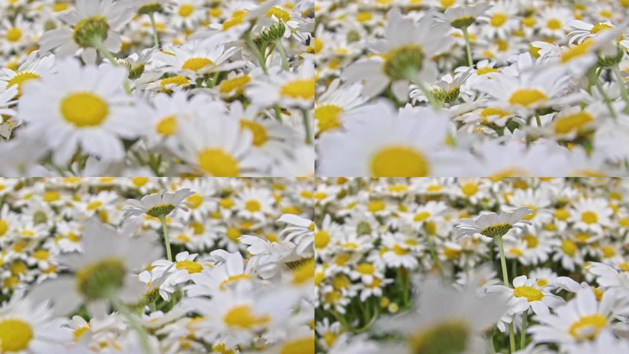 春季黄白菊花束