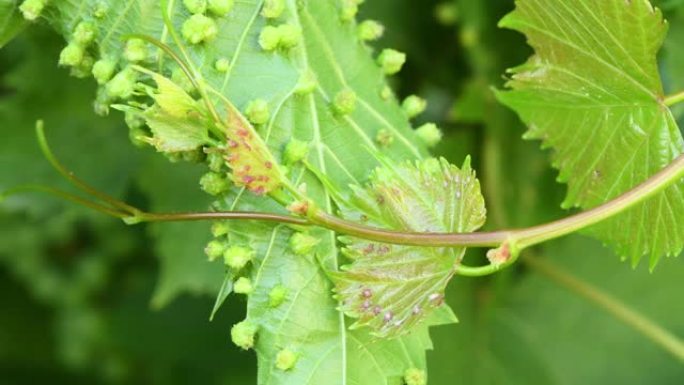 葡萄叶上的葡萄根瘤 (Daktulosphaira vitifoliae)。葡萄叶与葡萄根瘤的胆汁。
