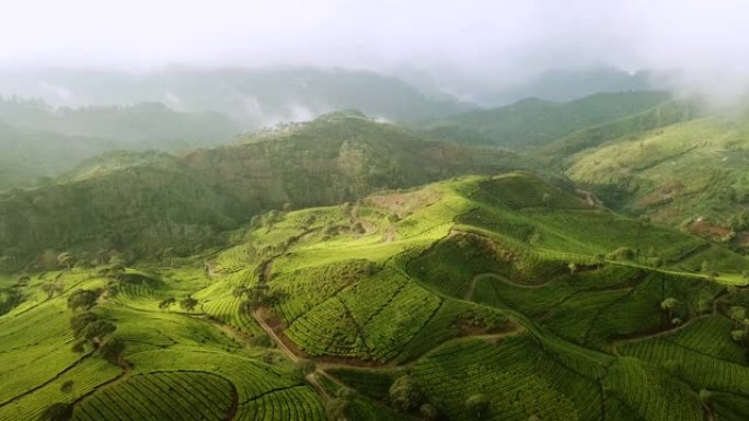 印度尼西亚西爪哇省万隆摄政高地一架无人机向后移动的茶园美丽的空中景观镜头。以4k分辨率拍摄