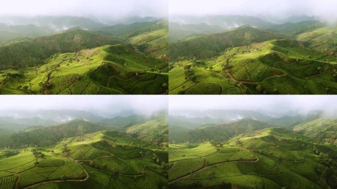 印度尼西亚西爪哇省万隆摄政高地一架无人机向后移动的茶园美丽的空中景观镜头。以4k分辨率拍摄