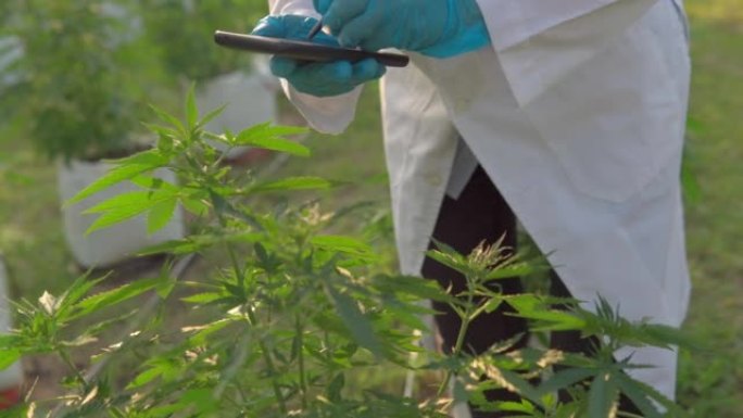 用手套和放大镜关闭科学家的手，检查年轻的植物大麻，用于草药替代药物和cbd油生产。