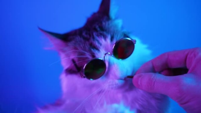 戴着太阳镜的有趣的白猫在霓虹灯下用手在蓝色背景上吃美味