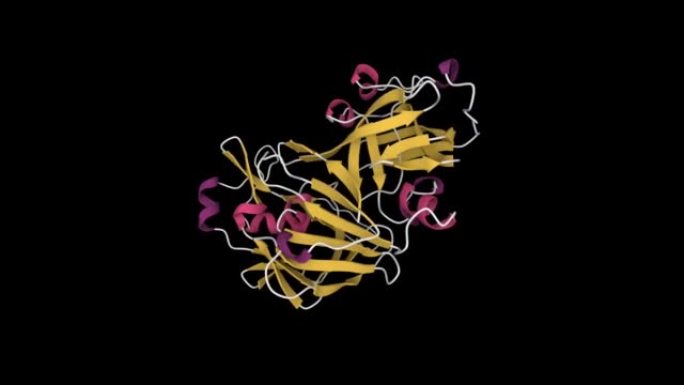 人尿胃蛋白酶的晶体结构