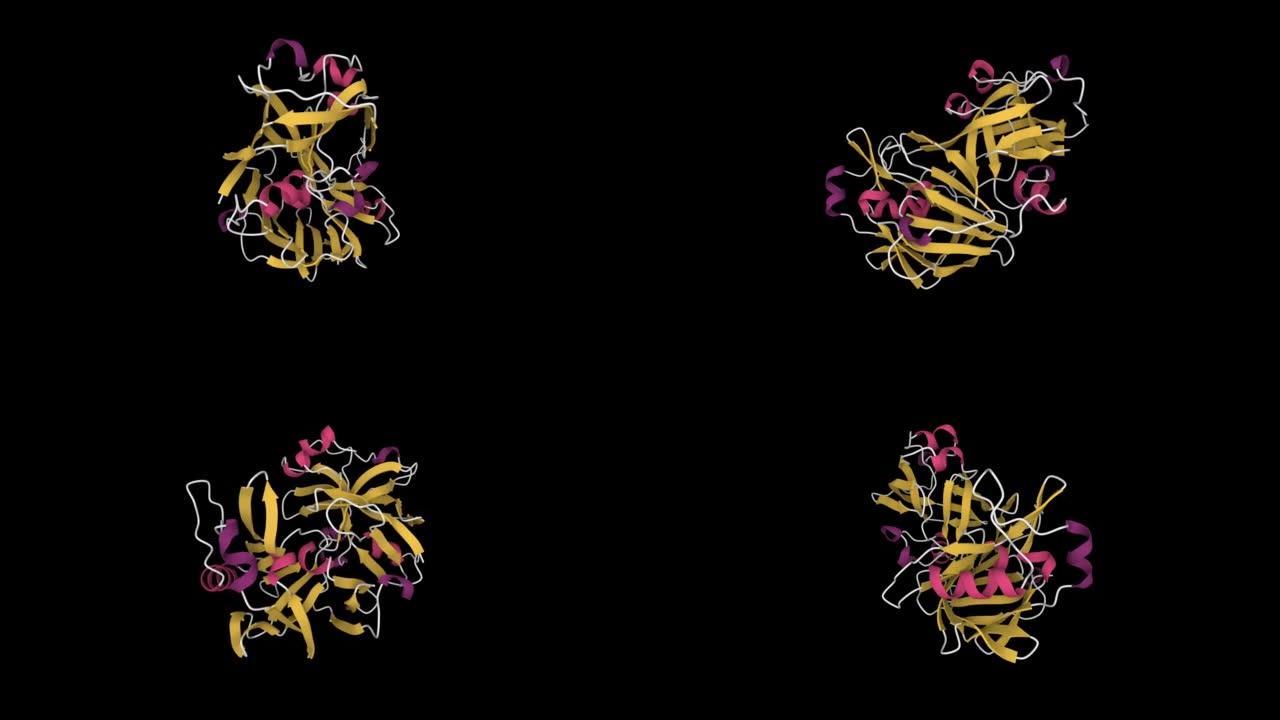 人尿胃蛋白酶的晶体结构