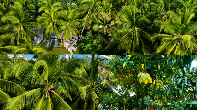 椰子树 热带摇曳的椰子树 三亚 芒果树