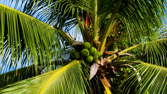 椰子树 热带摇曳的椰子树 三亚 芒果树