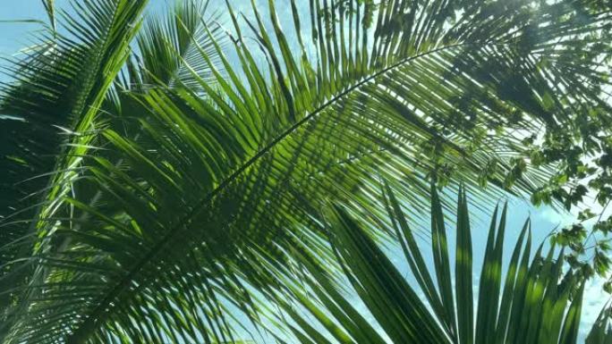 热带椰子棕榈叶摇曳
