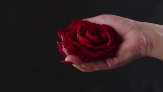 显示红玫瑰的庄稼人。从作物匿名者上方展示黑色背景下的新鲜红玫瑰