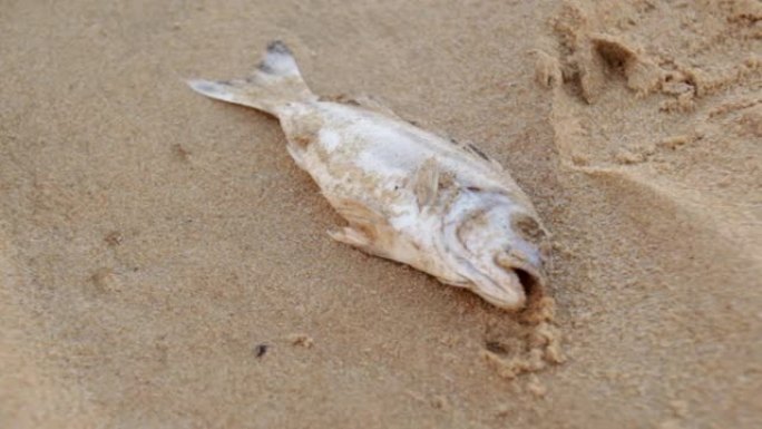 大堡礁海滩上的一条死鱼