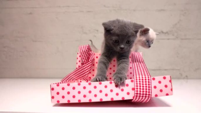 苏格兰折叠小猫从剃须纸上的礼品包装中取出