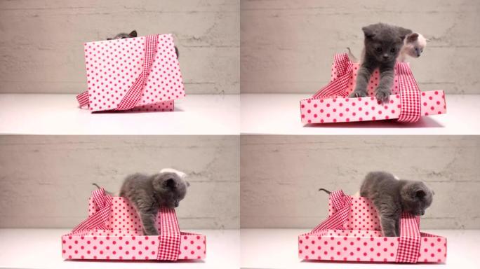 苏格兰折叠小猫从剃须纸上的礼品包装中取出