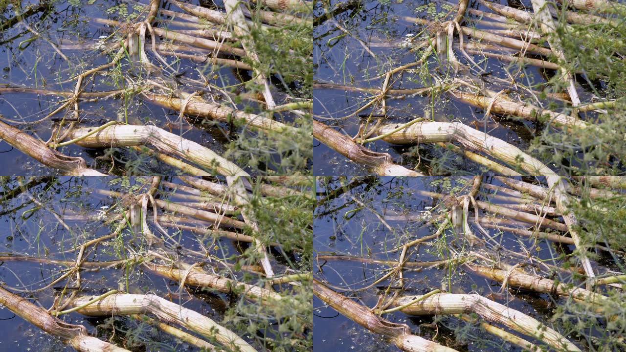 黄色耳朵的无毒蛇在杂草丛生的池塘中游泳，寻找猎物