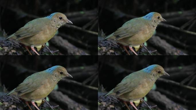 皮塔鸟: 成年雄性蓝枕皮塔鸟 (Hydrornis nipalensis)。
