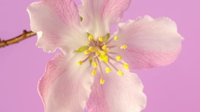 在粉红色背景下缩小延时视频中绽放的木瓜花。