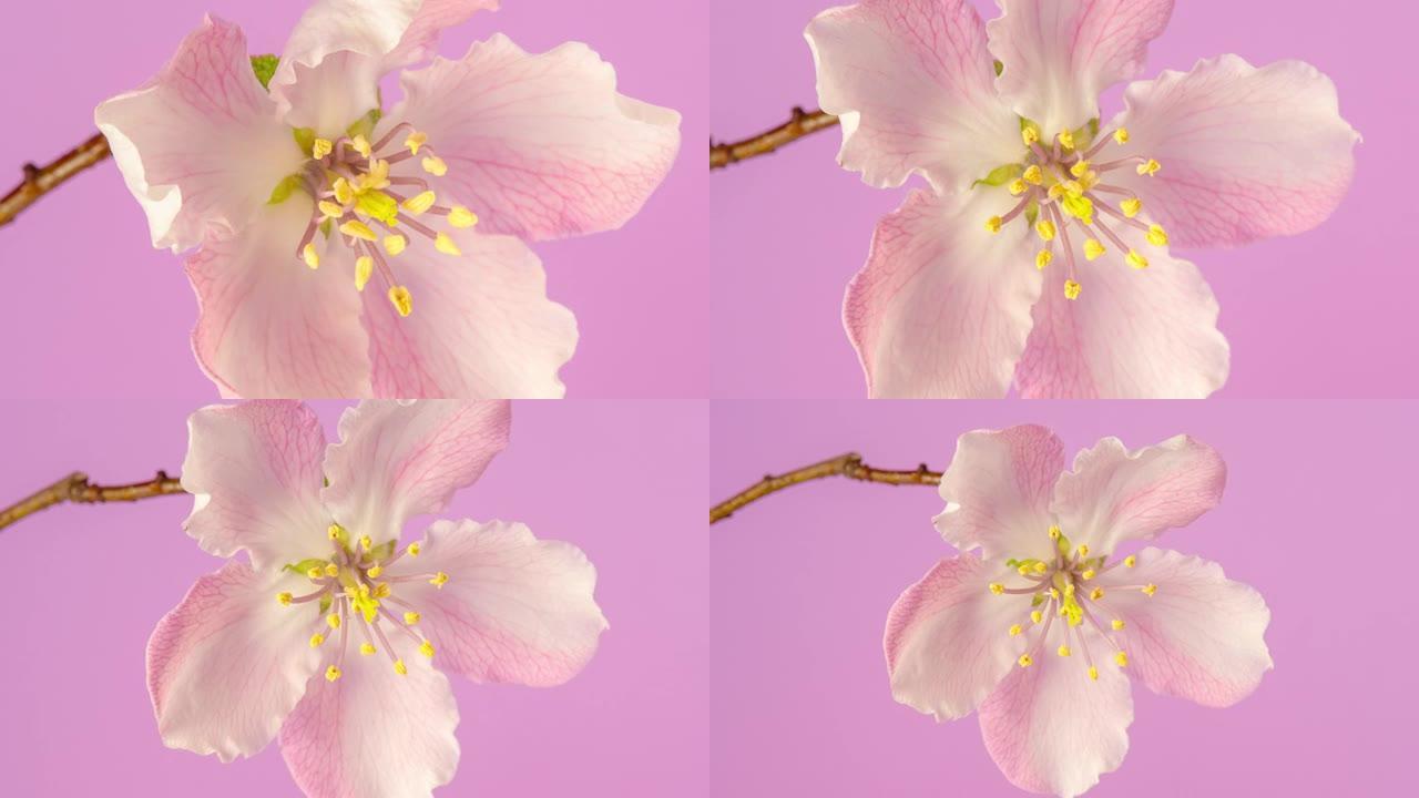 在粉红色背景下缩小延时视频中绽放的木瓜花。