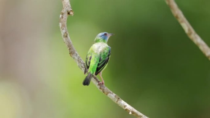 雌性蓝达克尼斯，巴拿马