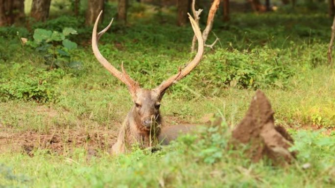 在亚洲中部印度森林的野生动物户外野生动物园中，自然绿色背景下的雄性水鹿或鲁萨单色大角或长角特写镜头