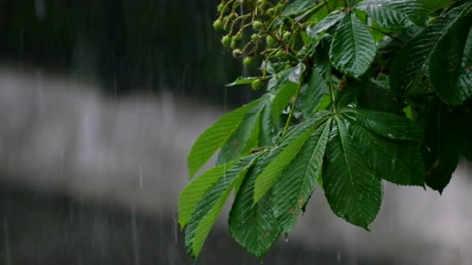 白天，雨滴落在公园或森林中的栗树 (板栗，壳斗科) 上。春天的雨中绿叶。树木上的降雨