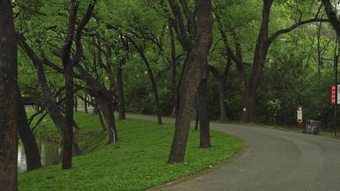 4K实拍，春雨中广州华南植物园的林荫大道
