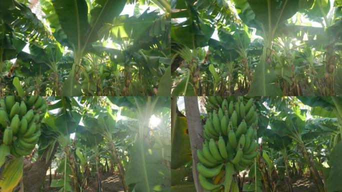 特内里费香蕉种植园在春天的阳光下，近距离拍摄。生长在树上的异国金丝雀糖绿色香蕉。