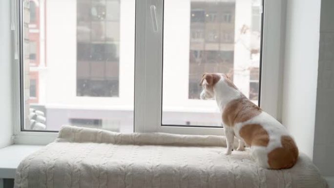 可爱的小狗坐在窗台上放松，看着窗外看着雪