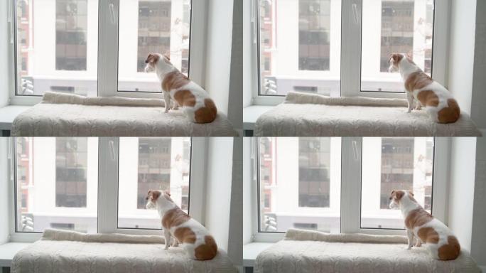 可爱的小狗坐在窗台上放松，看着窗外看着雪