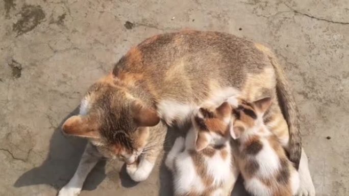 母猫喂养婴儿